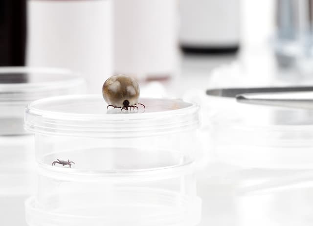 Esto es lo que deberías saber sobre la peligrosa enfermedad de Lyme, un mal poco conocido y cada vez más común