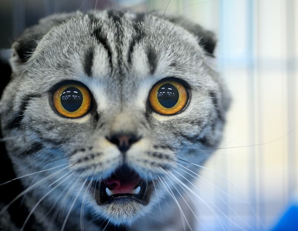 Las criaturas más extrañas que vimos en 2018 (¡del gusano unicornio al pez pene!)