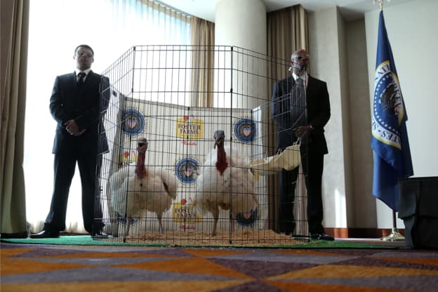 5 curiosidades sobre los pavos que la Casa Blanca perdona en Acción de Gracias. ¿Cuáles se salvaron este año?