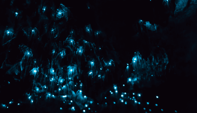 Gusanos luminosos: experimenta este maravilloso fenómeno natural en 4K