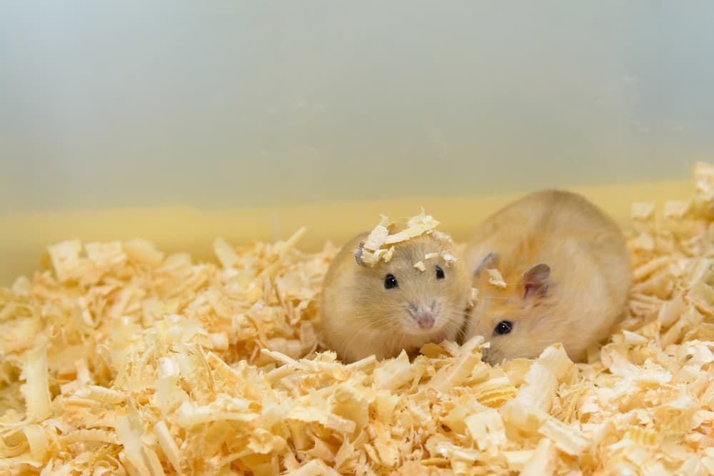¡Feliz día mam...! NO: Estas son las madres del reino animal más malas con sus crías 