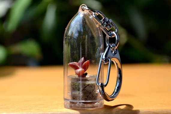 Estos llaveros tienen PLANTAS dentro. Sí, están vivas, y así es como sobreviven 