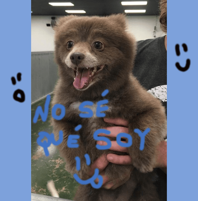 ¡Urgente! Tenemos que decidir si esto es un oso o un perro antes de declarar que es la cosa más adorable de Internet