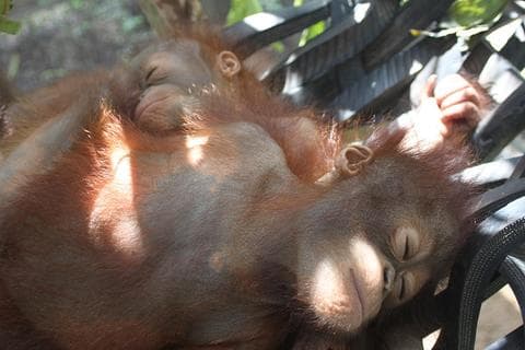 Escolares de 10 años escriben un libro sobre la historia de Budi, el bebé orangután