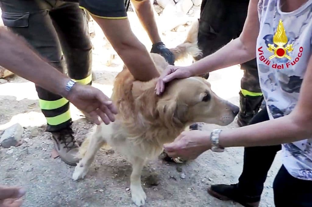 Este perro fue encontrado vivo bajo los escombros 9 días después del terremoto en Italia