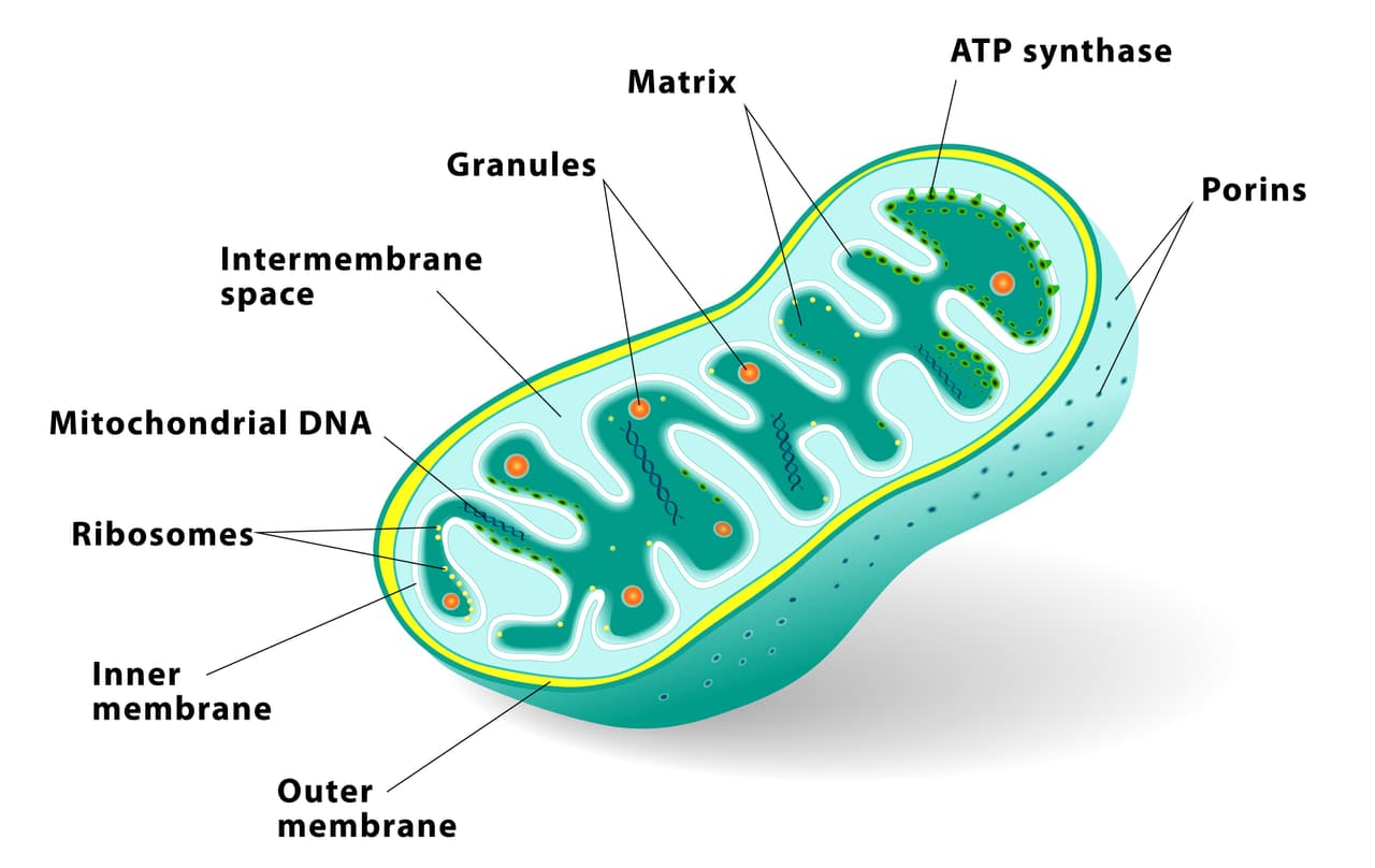 En un increíble hallazgo, científicos descubren una célula que vive sin mitocondria