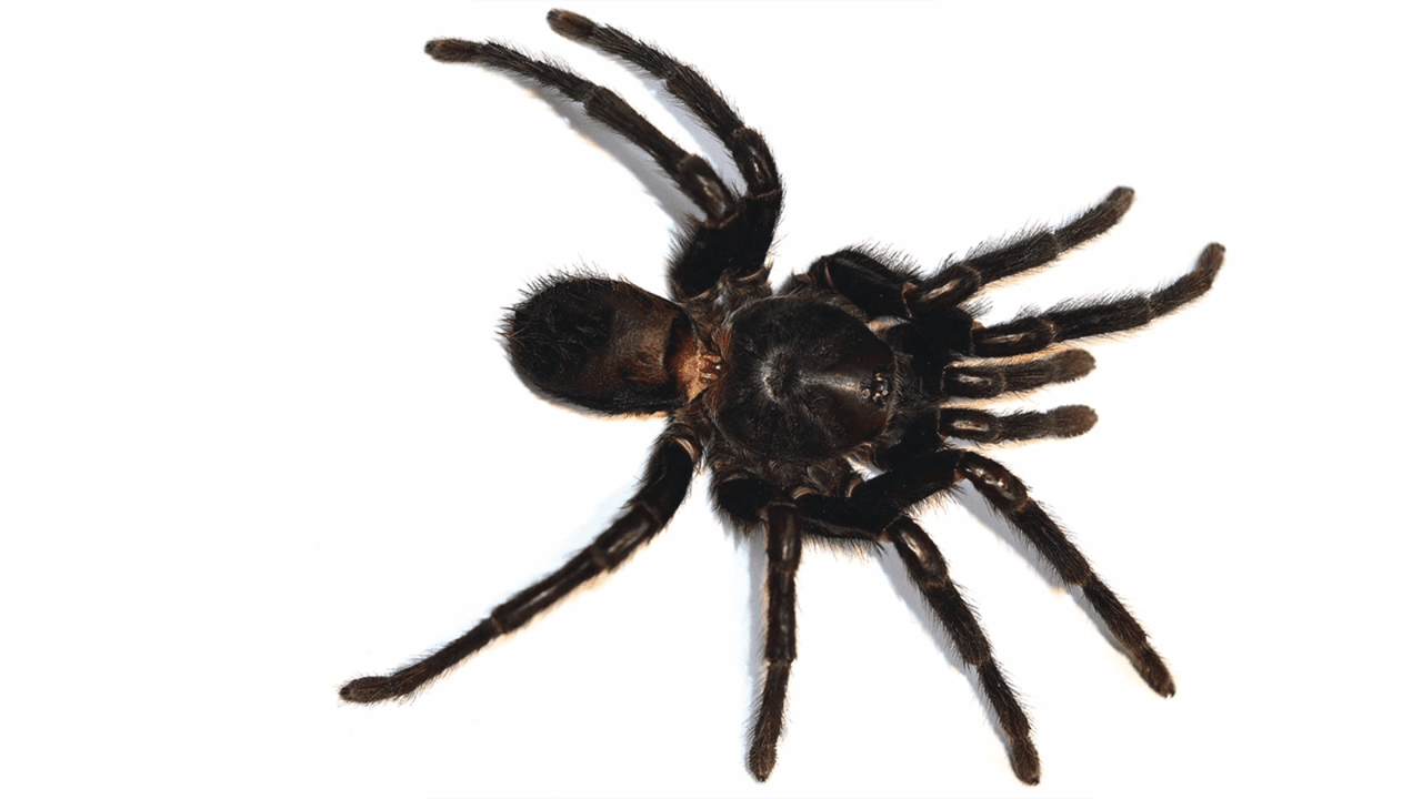 Nueva especie de tarántula nombrada en honor a Gabriel Garcia Márquez sorprendió al mundo científico