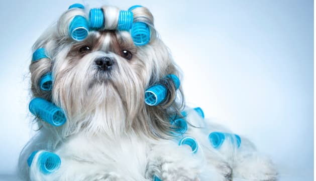 7 animales que deben visitar un peluquero de forma urgente