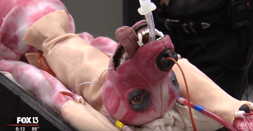 Este canino sintético es la solución para las escuelas de veterinaria, ¡mira!