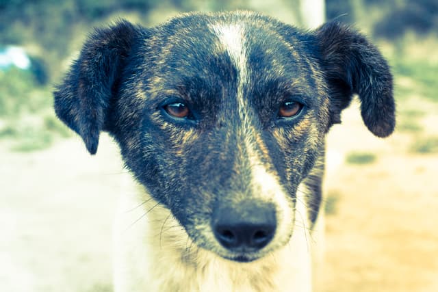 ¿Es posible vivir en un país sin perros callejeros? Holanda ha comprobado que sí