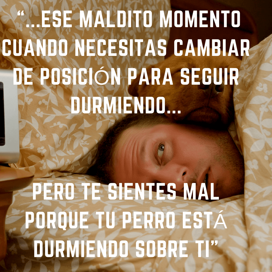 El perro es el MEJOR AMIGO del hombre, ¡y estas frases lo confirman! (Por si todavía no lo sabíamos)