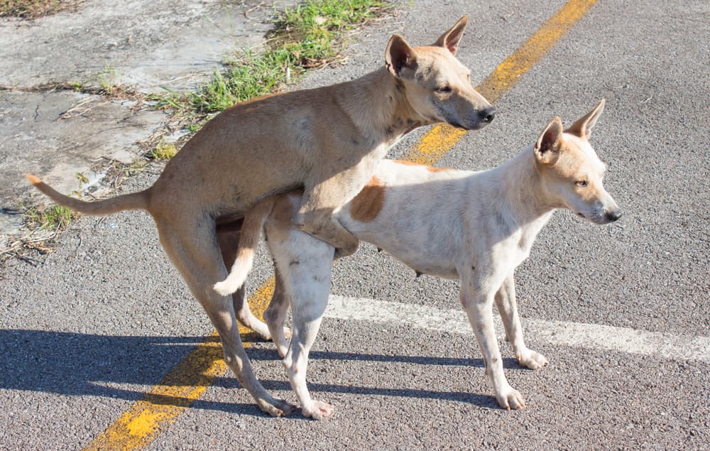¿Por qué los perros se quedan pegados después de aparearse?