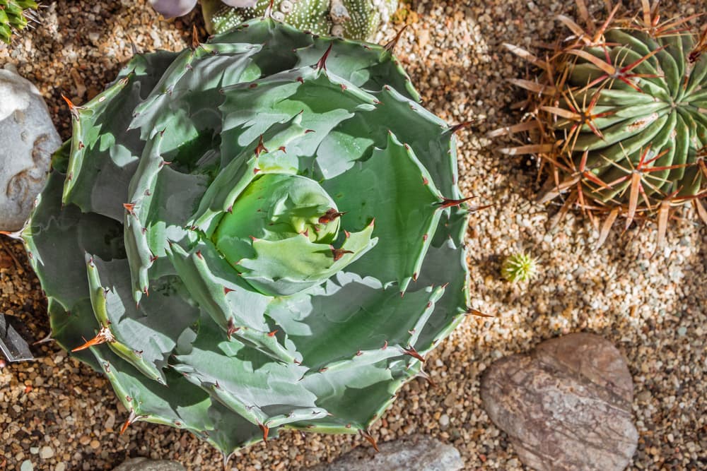 Un grupo de mexicanos inventó un merengue con pulque, ¡para combatir la diarrea!