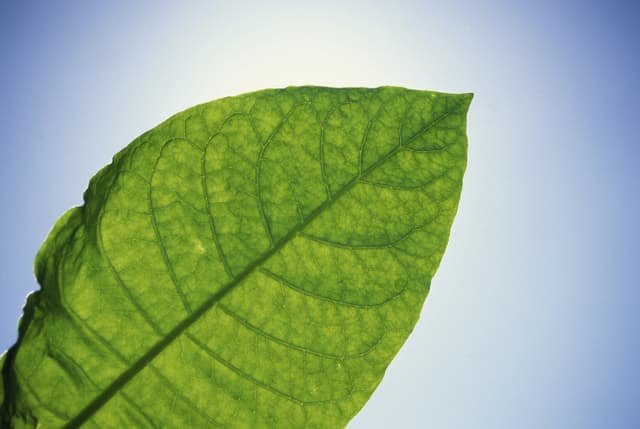 Según la ciencia, ¿el tabaco tiene algún beneficio?