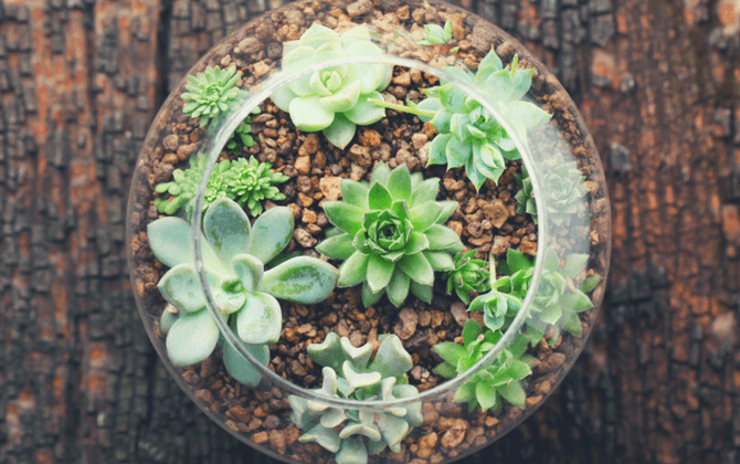 Sigue estos SIMPLES pasos y crea tu propio terrario. ¡Te encantará!