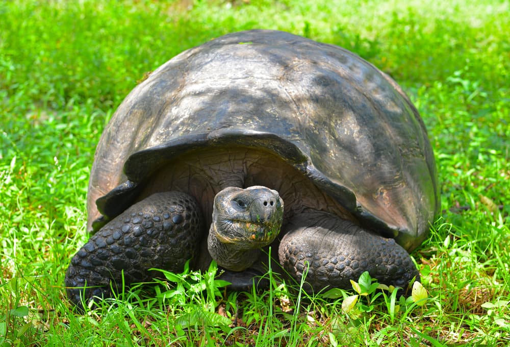 Estas son las 10 especies más curiosas e interesantes que se han descubierto en los últimos años