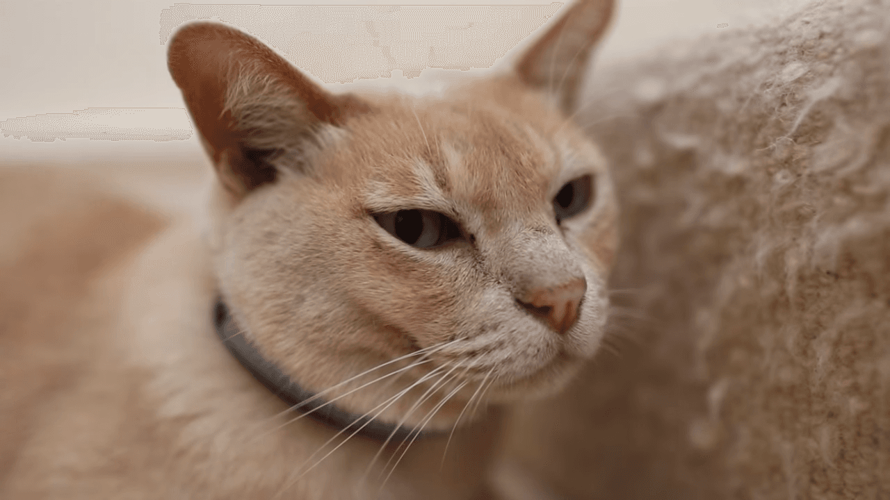 Con este rastreador GPS, los gatos jamás volverán a perderse