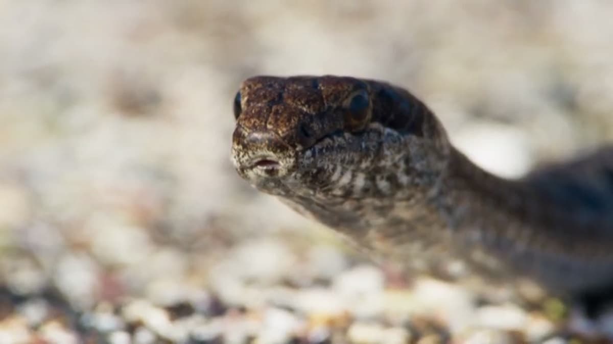 Discovery nos sorprende con un nuevo documental sobre nuestro planeta