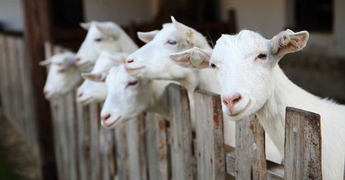 Explosión de ternura: estas cabritas y su pijamada te van a robar el corazón