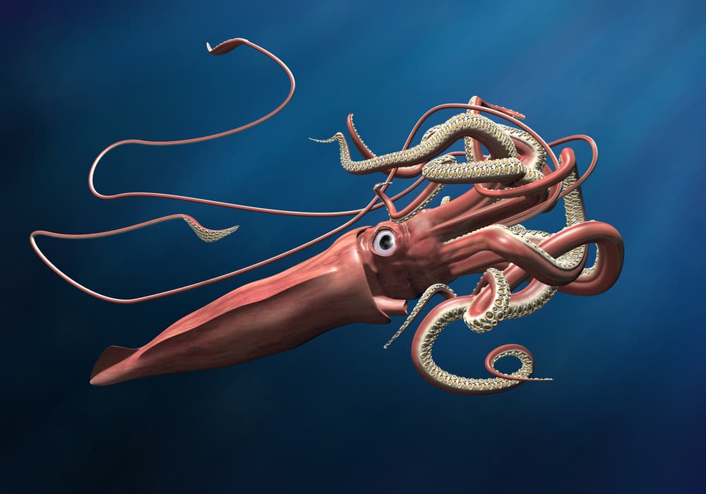Este es el asombroso animal que inspiró la leyenda del Kraken (y no es el calamar gigante)