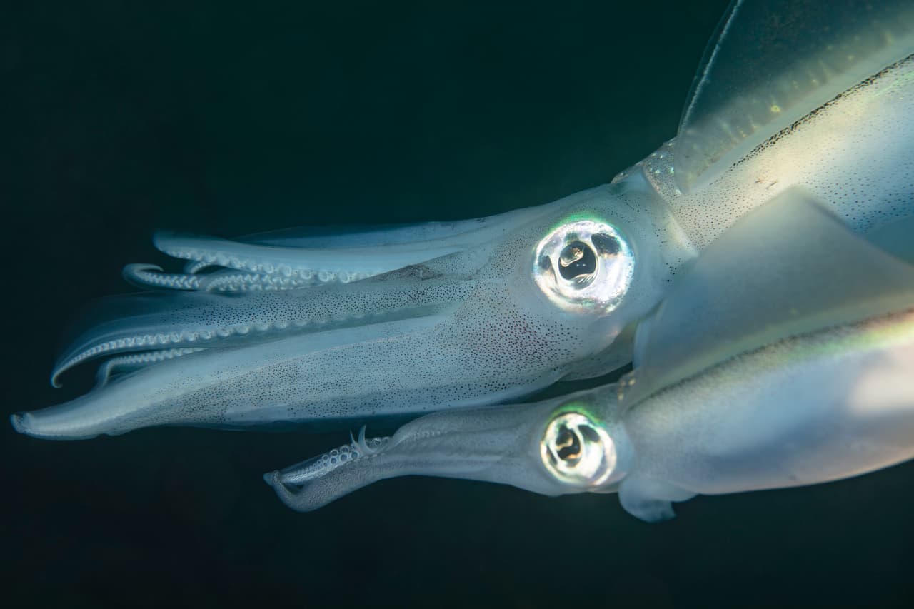 Conoce al extraño calamar fresa: sus ojos desconcertaron a los científicos por años