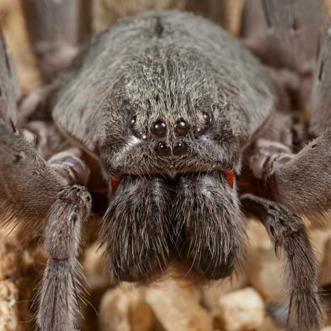 Esta nueva especie de araña gigante es orgullosamente mexicana  