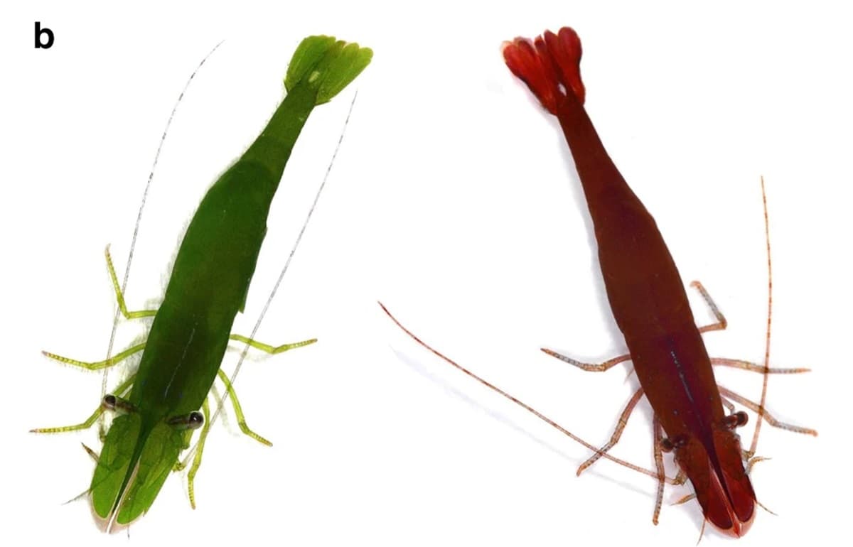Estos camarones cambian de color y la ciencia tiene una explicación para el fenómeno 