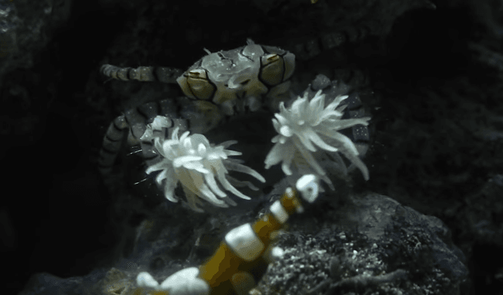 Mira cómo estos cangrejos utilizan anémonas como guantes de boxeo para luchar contra sus enemigos