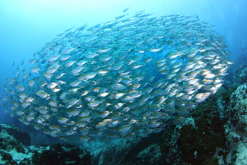 Los mares aún pueden recuperarse: científicos proponen un plan de emergencia para el 2050