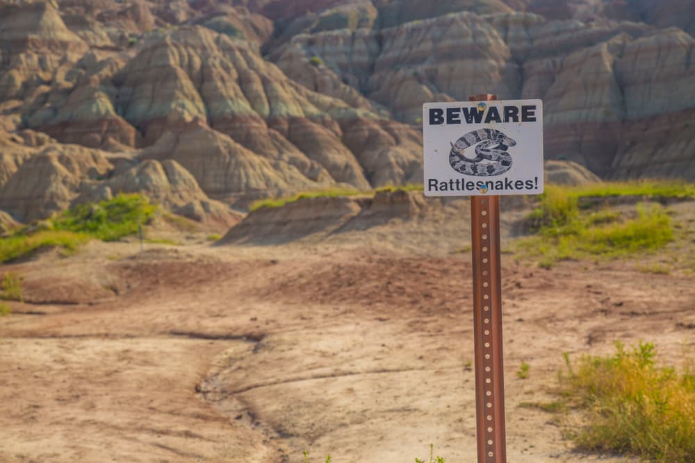 La historia del perro que se convirtió en héroe tras salvarle la vida a su mejor amiga
