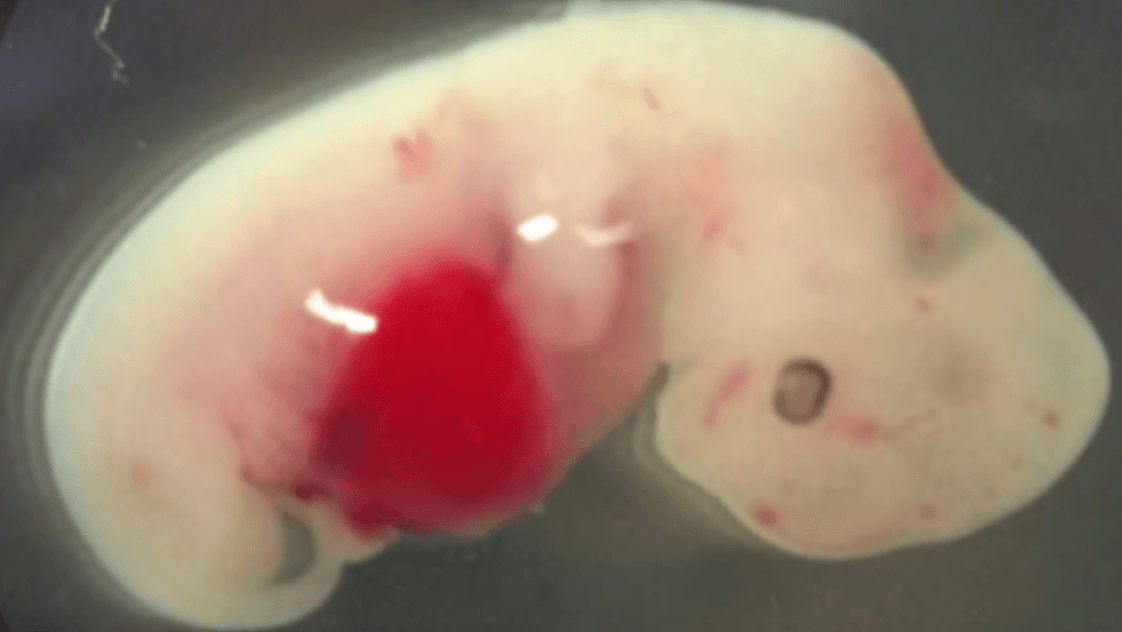 ¡Se logró! Este híbrido cerdo-humano fue creado en el laboratorio y no creerás la increíble razón