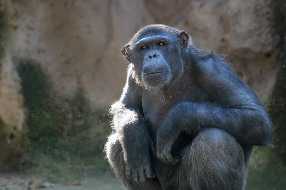 Una jueza latinoamericana sostiene que los chimpancés de los zoológicos también son sujetos de derecho