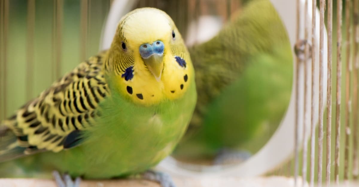 Internet rinde homenaje al periquito Chimuelo a su manera: con memes