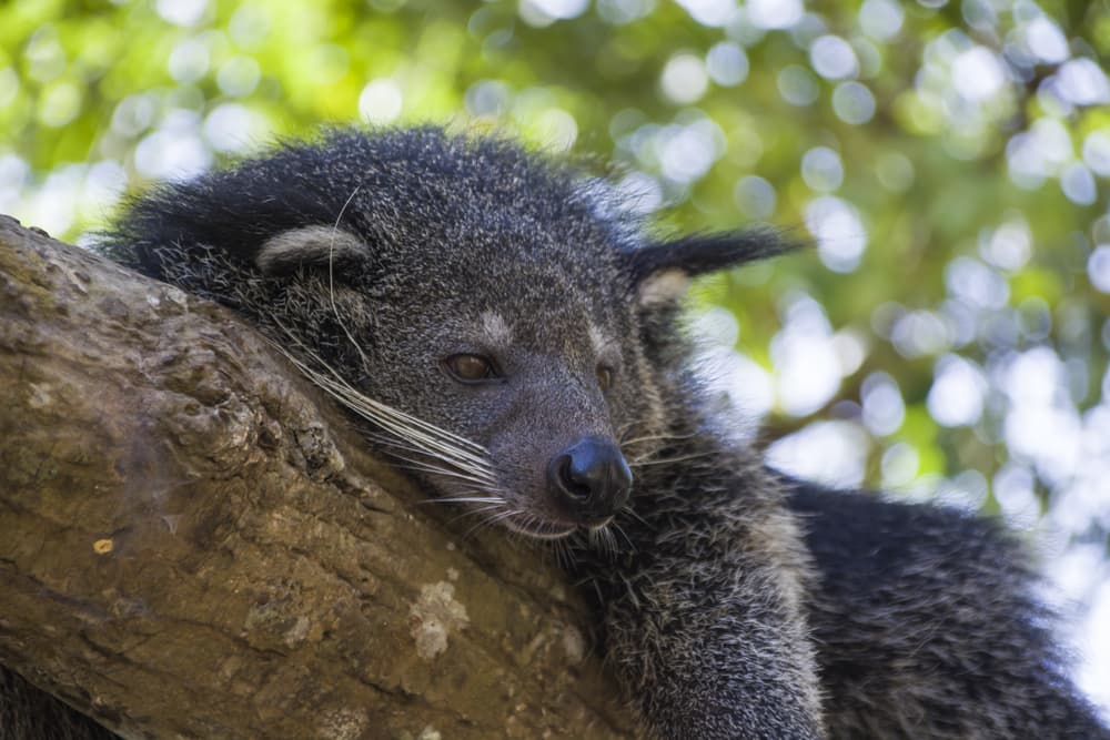 ¿Conoces el kopi luwak? ¡Es el café más caro del mundo!