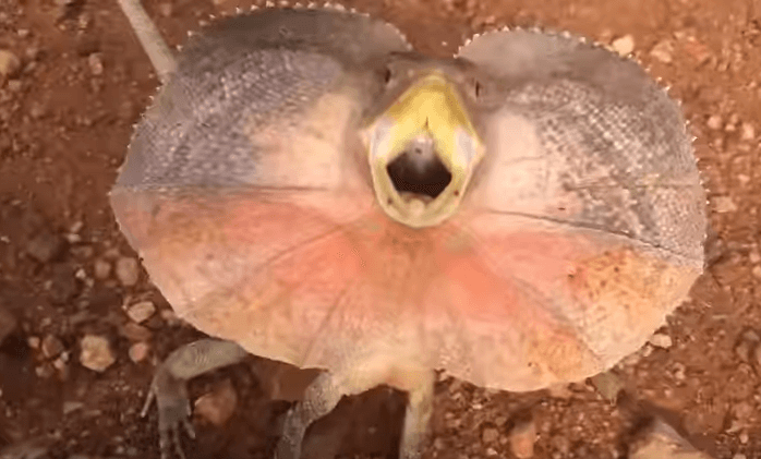 Mira el aterrador momento en el que este Clamidosauro de King persigue al humano que quiere ayudarlo