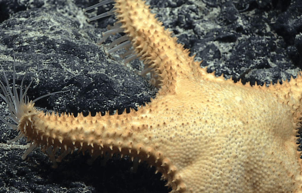 Bob Esponja y Patricio sí existen en la vida real: los científicos los encontraron, mira su foto