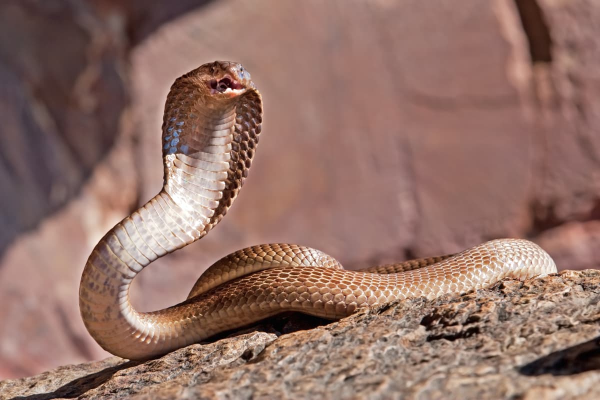 El veneno de las serpientes es mortal, pero la ciencia está a punto de tener la cura