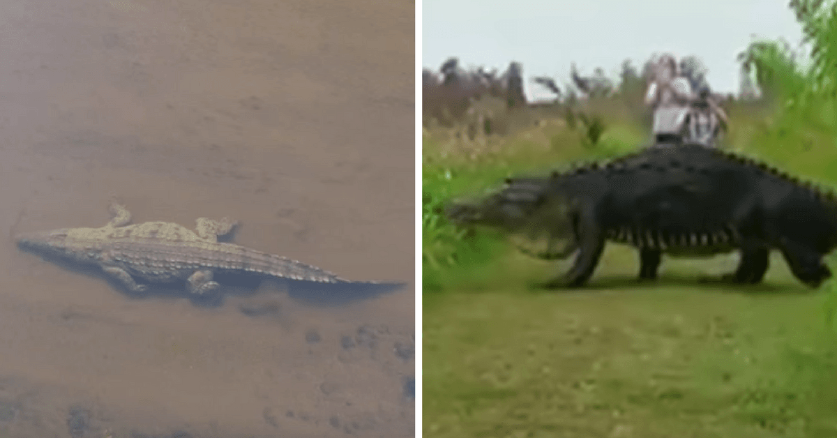 Estos son los cocodrilos más grandes que se han registrado en video