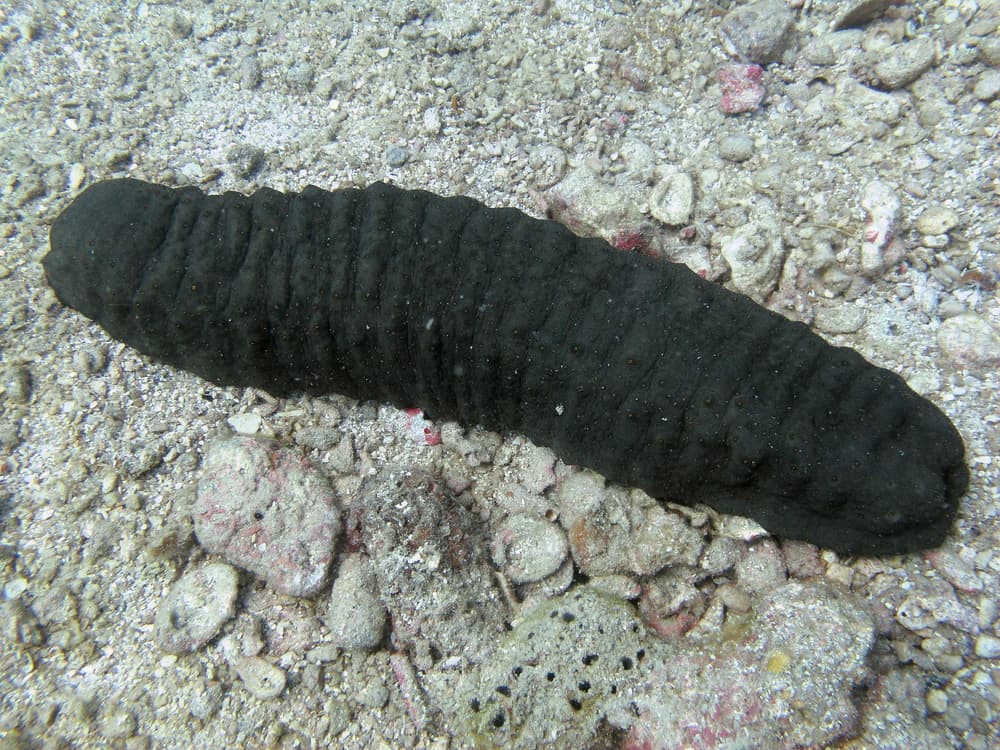 Estas son las 7 comidas más bizarras del mundo, ¿te animarías a probarlas?