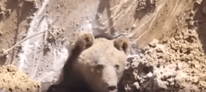 Estos trabajadores de la construcción no esperaban lo que aparecería al cavar un hoyo [video]