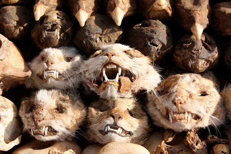 5 interesantes y macabros secretos de la magia hoodoo que te darán escalofríos