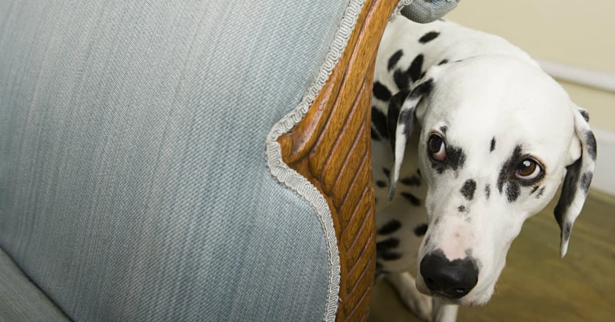 ¡Cuidado, perro a bordo! 7 tips para que tu mascota le pierda el miedo al auto