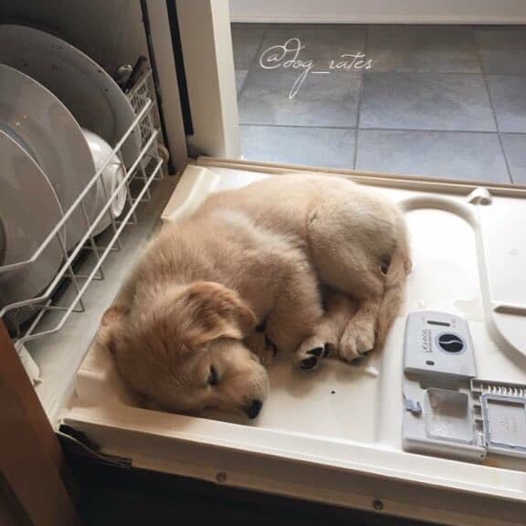 ¿Perro en casa? Apuesto a que te pasan estas 12 cosas