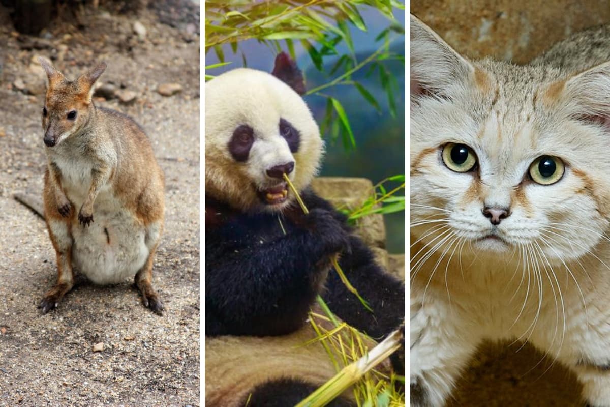 El ornitorrinco y otros 13 animales que son letales y nunca lo habrías imaginado
