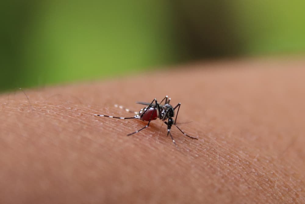 Que no te pique el dengue es más fácil de lo que pensabas: tienes que escuchar ESTA canción