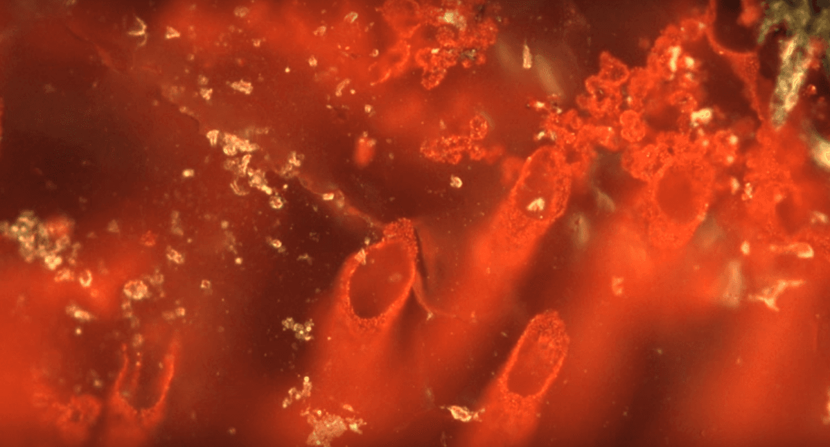 Fósiles de más de 3,5 mil millones de años presentan nueva evidencia sobre el origen de la vida