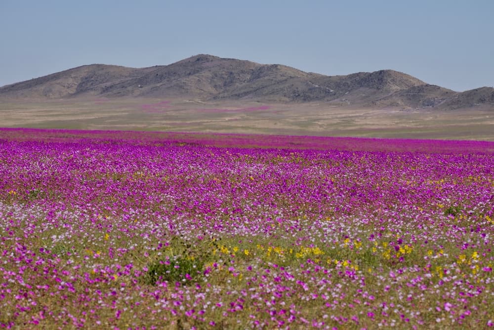 Estos son los 5 destinos más visitados de Chile que deberías conocer