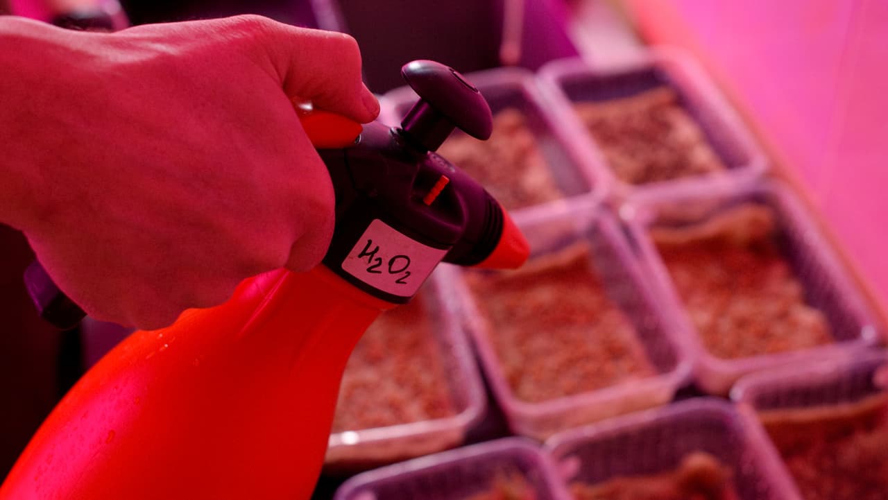 ¿El agua oxigenada ayuda a combatir el mal aliento o es peligroso? Expertos responden