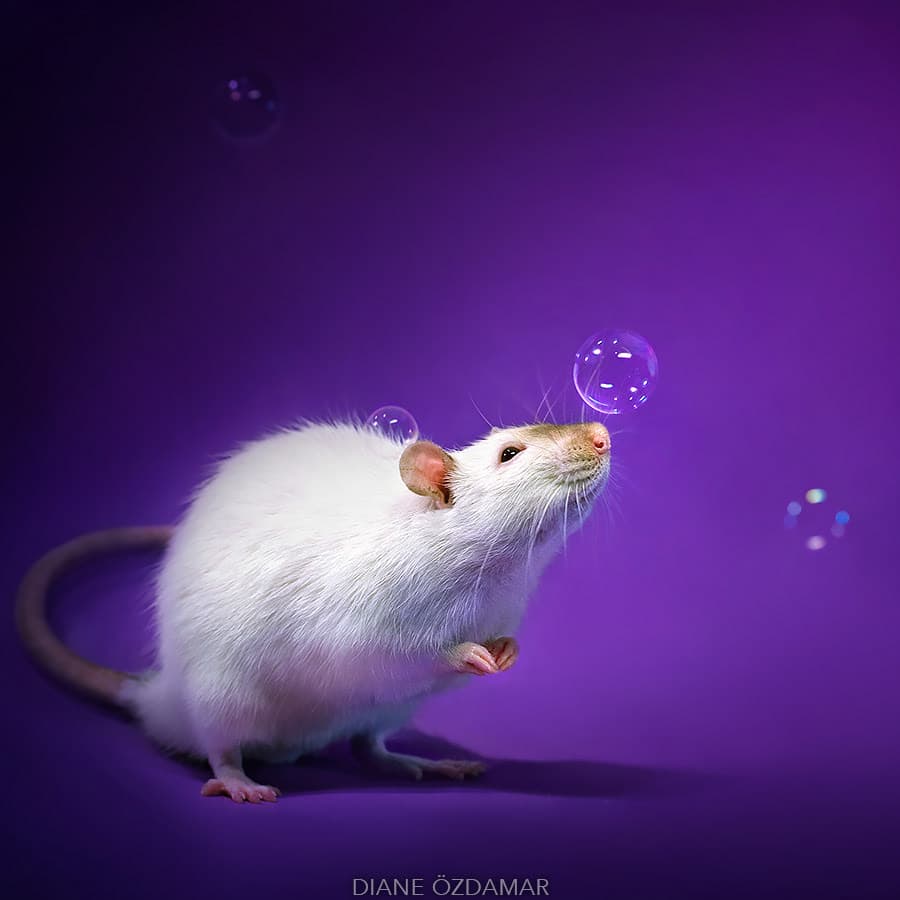 ¿Miedo a las ratas? Esta fotógrafa te demostrará lo adorables que son en realidad