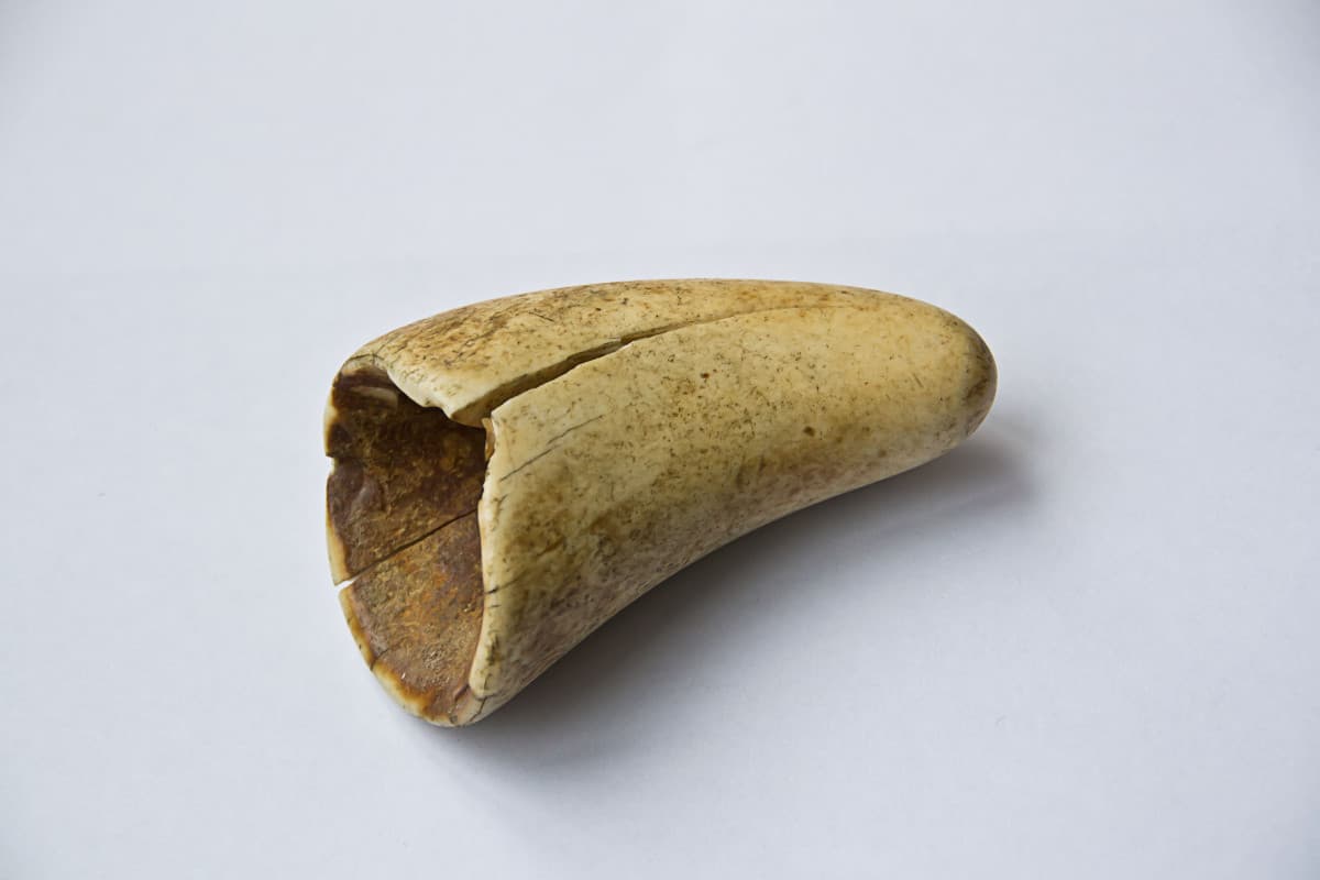 Un elefante y otros 7 regalos WTF que recibió la reina: ¿a quién se le ocurre?